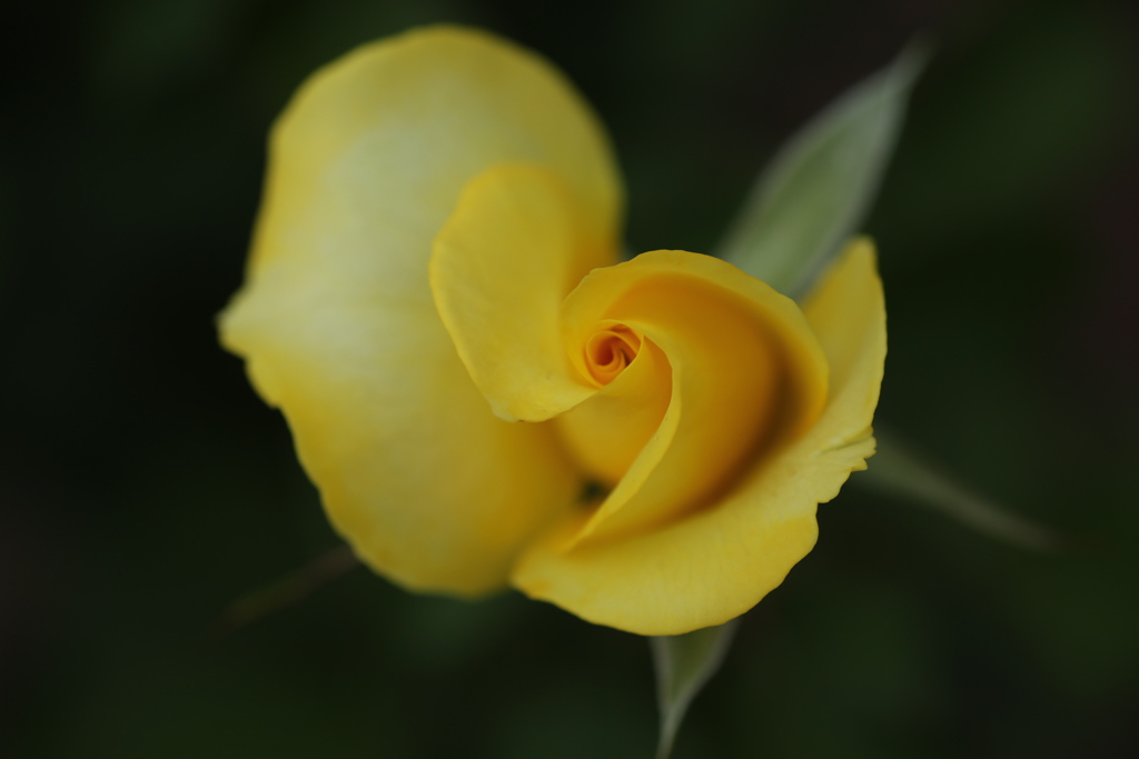 秋の薔薇♪4