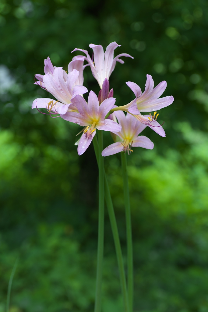 星野の森♪7