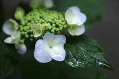 礒山神社の紫陽花♪13