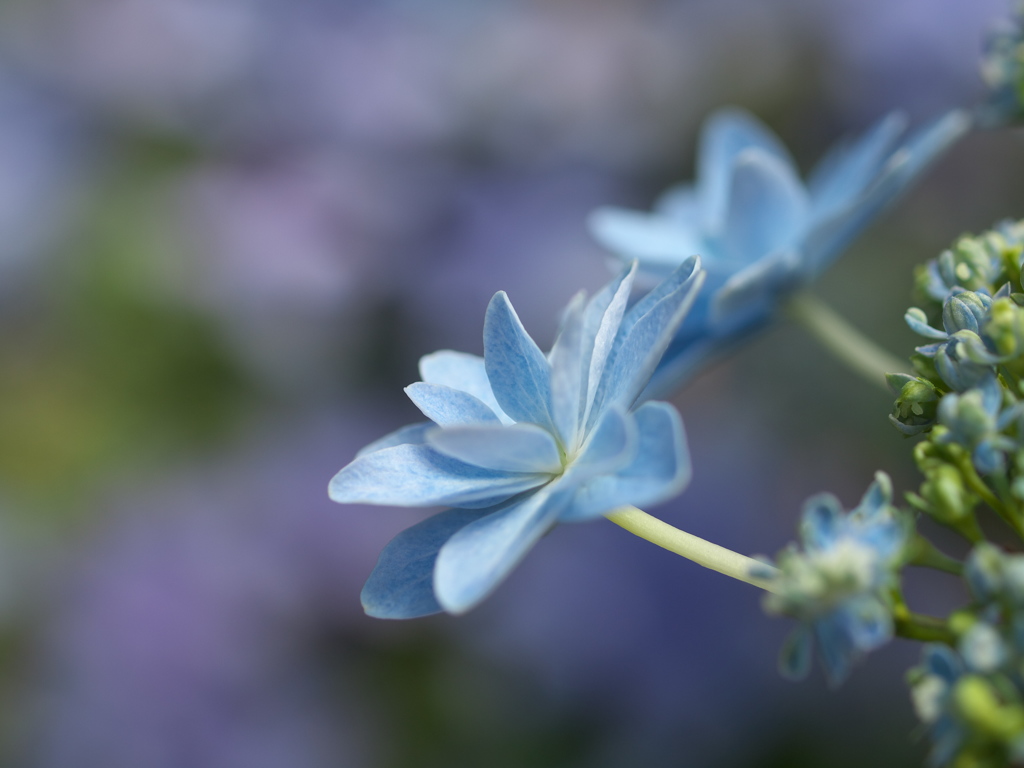 紫陽花の頃♪３