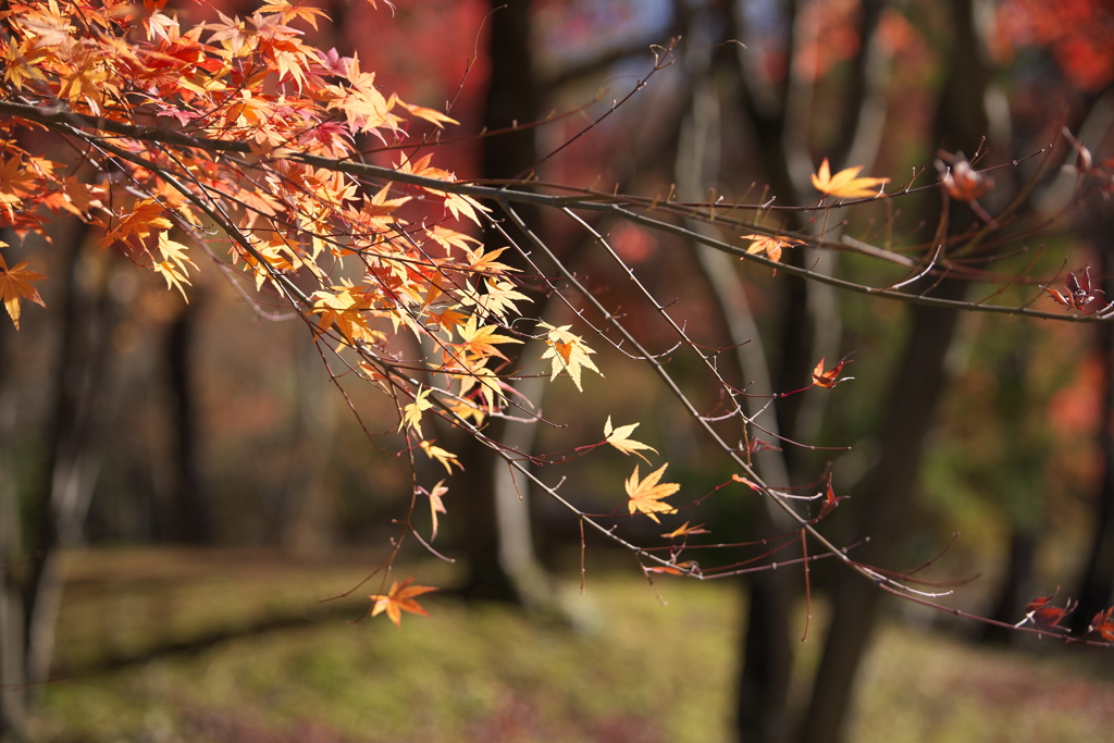 紅葉・富弘美術館前♪10