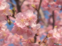 ふんわり河津桜♪1