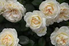 思い出の薔薇♪1