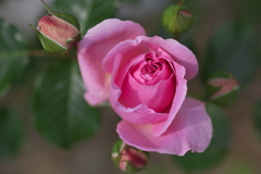 5月の薔薇♪4