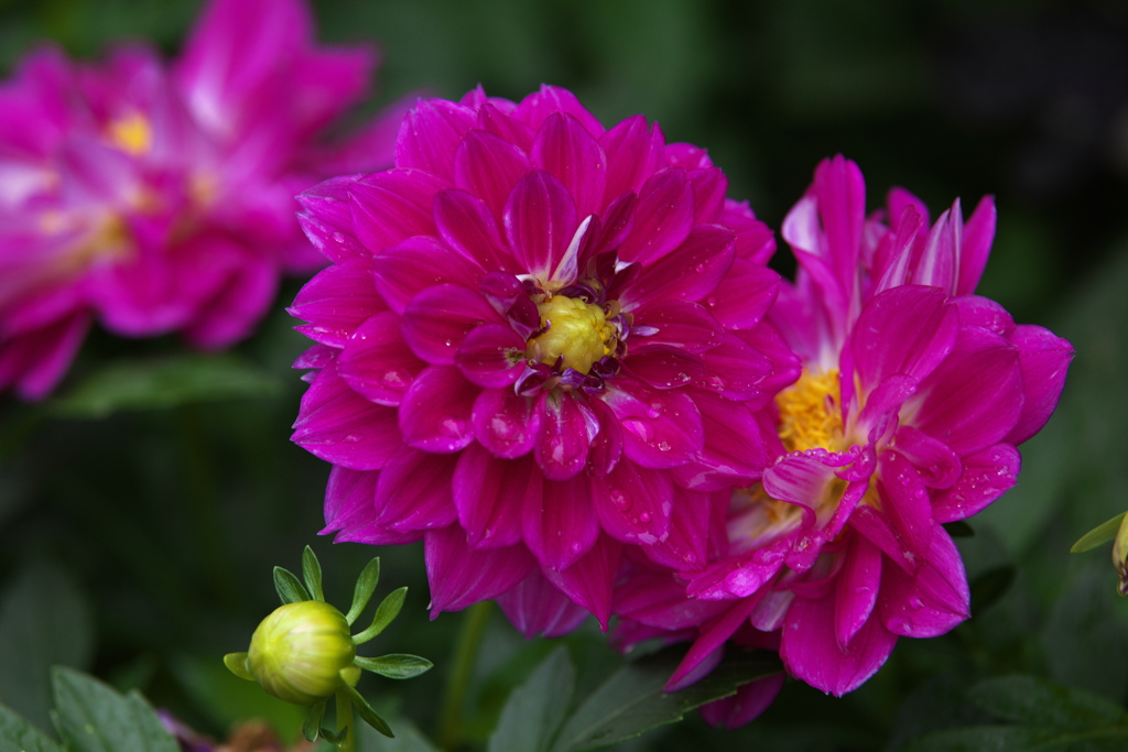 思い出のダリア♪1