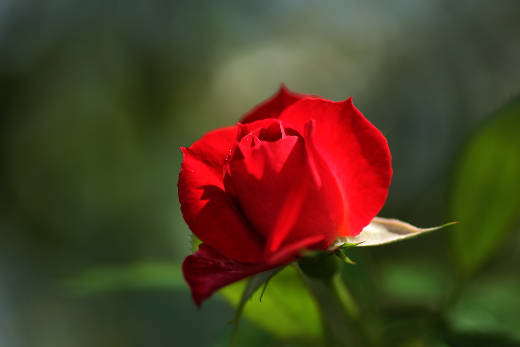 秋の薔薇♪1