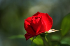 秋の薔薇♪1