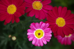 春を呼ぶ花たち♪6