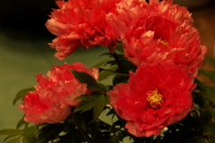 牡丹室内庭園♪4