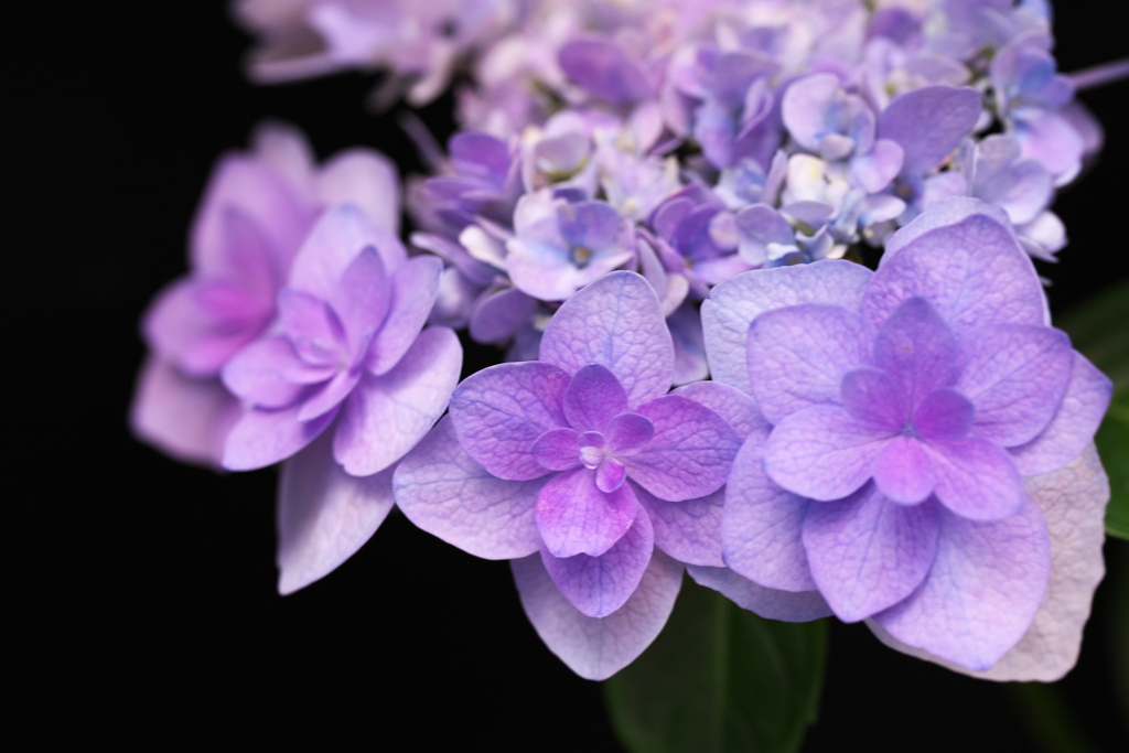 紫陽花の頃♪2