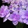 紫陽花の頃♪2