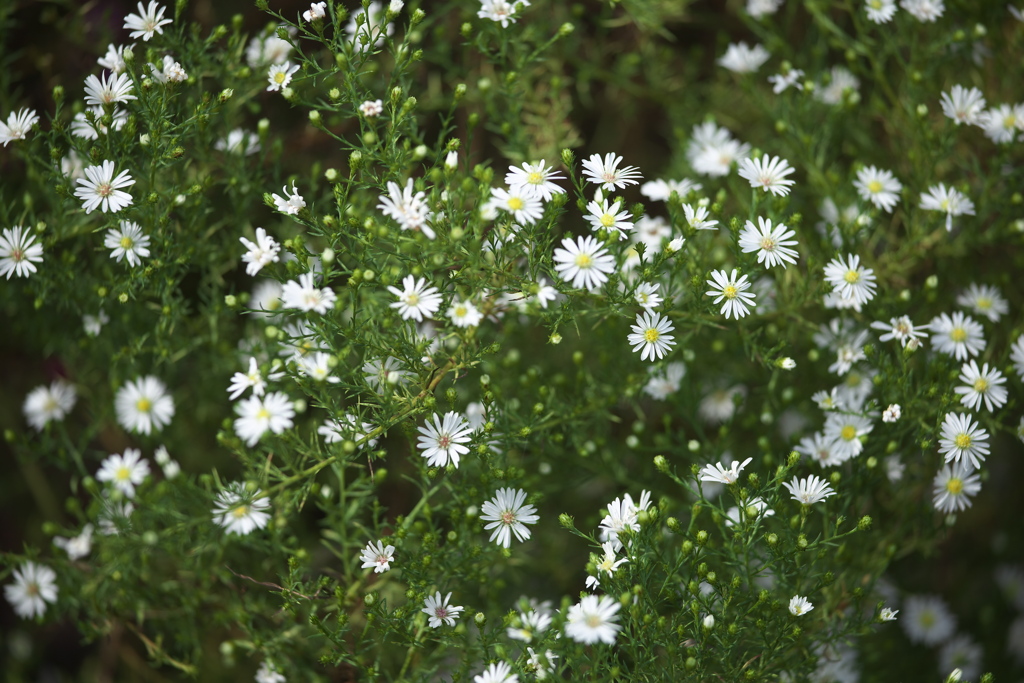 公園の愉しみ♪5