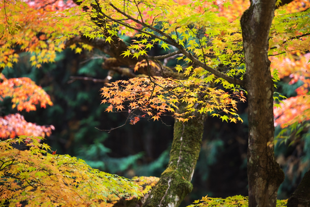 渓流沿いの紅葉♪9