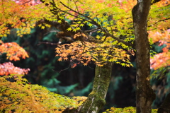 渓流沿いの紅葉♪9