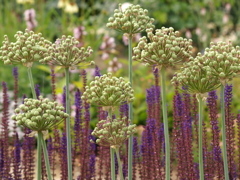 初夏のフラワーパーク♪10