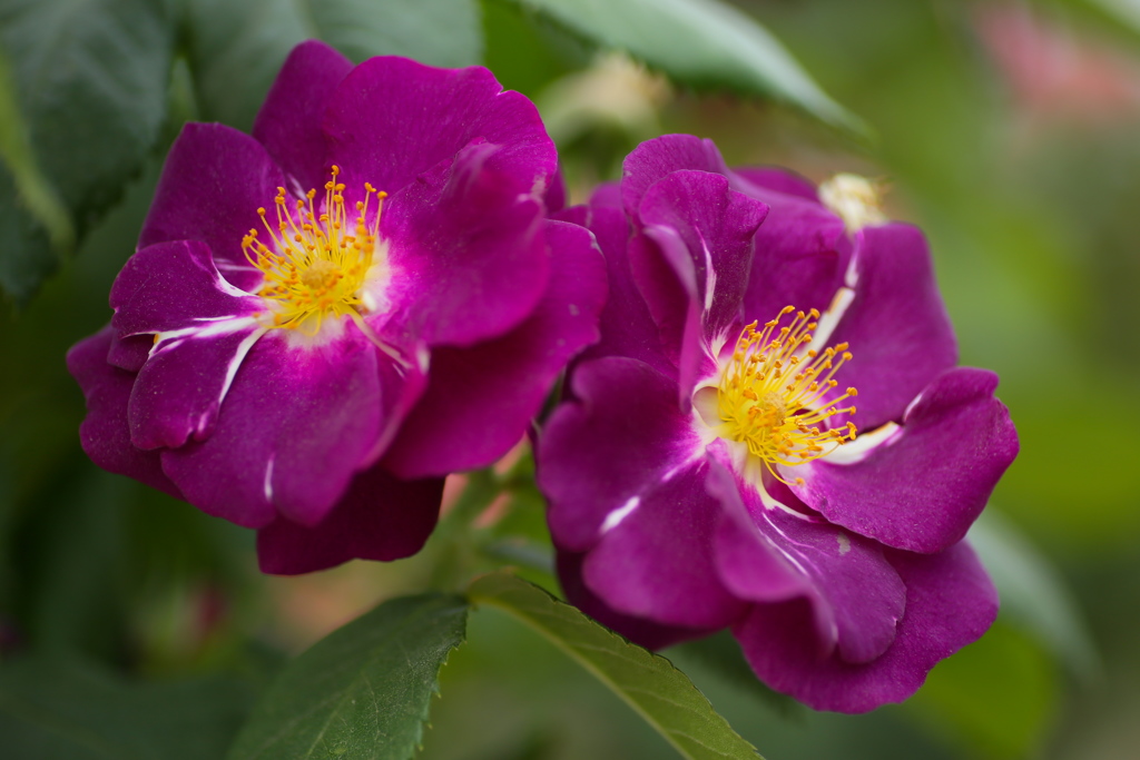 敷島公園の薔薇♪6
