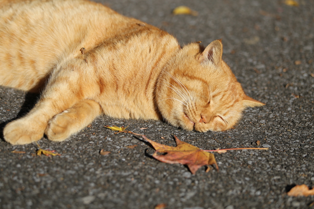 猫のいる山♪５