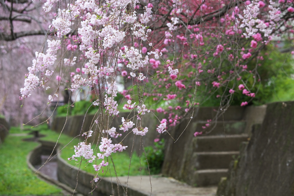 しだれ桜揺れて♪1