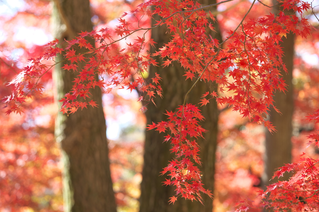 紅葉の頃・鑁阿寺♪3