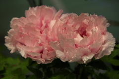 牡丹室内庭園♪2