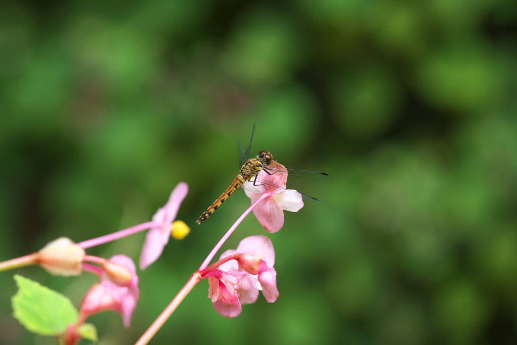 出流ふれあいの森♪1