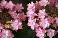 紫陽花色♪4