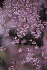 雨の日の桜♪2