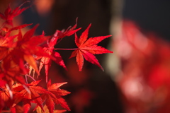 紅葉・富弘美術館♪1