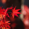 紅葉・富弘美術館♪1