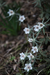 早春の星野の森♪2