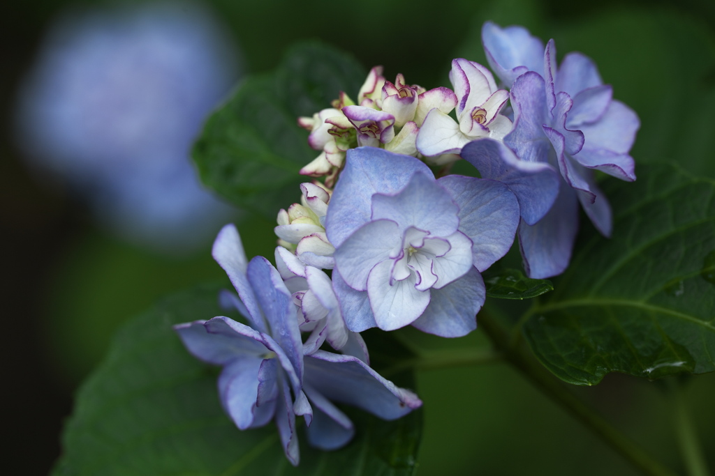 清水寺（せいすいじ）の紫陽花♪4