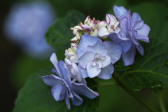 清水寺（せいすいじ）の紫陽花♪4