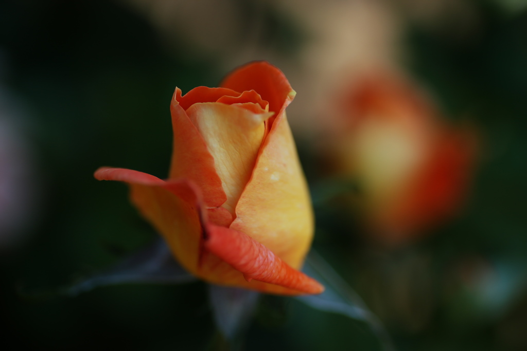 井頭公園の薔薇♪1