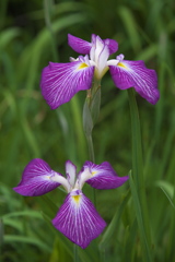 花菖蒲♪3