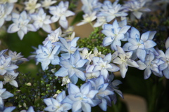紫陽花展Ⅰ♪2