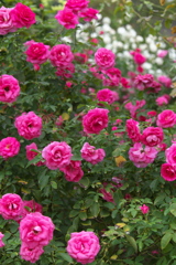 薔薇かおる頃Ⅱ♪3