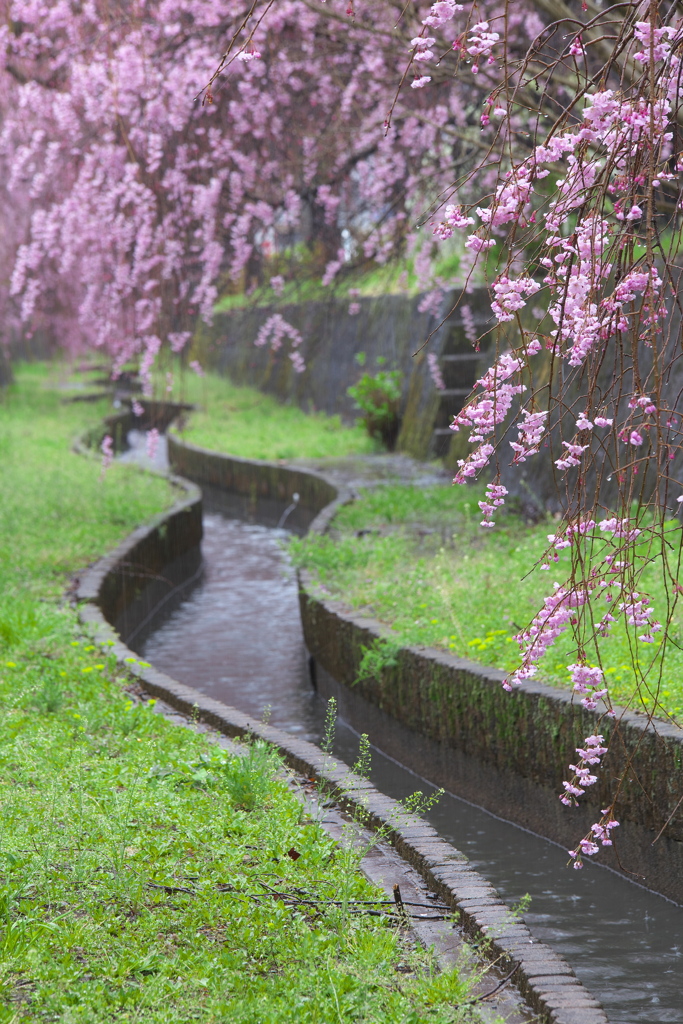 雨の日の桜♪5