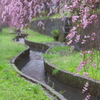 雨の日の桜♪5