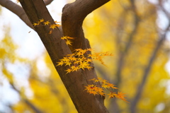 鑁阿寺・紅葉の頃♪15