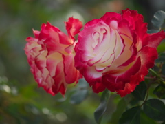 最後の薔薇ー寒風に耐えて♪4