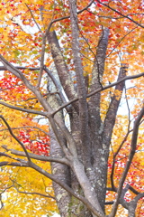 紅葉・日光♪8