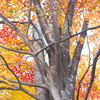 紅葉・日光♪8
