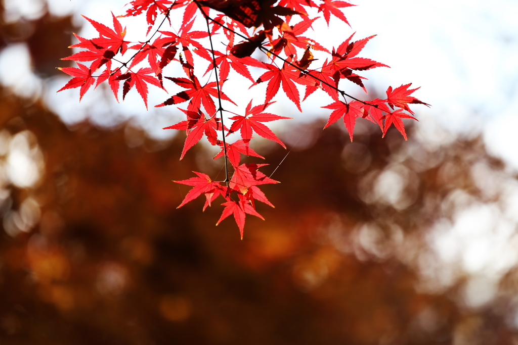 晩秋の唐沢山♪２