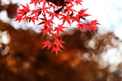 晩秋の唐沢山♪２