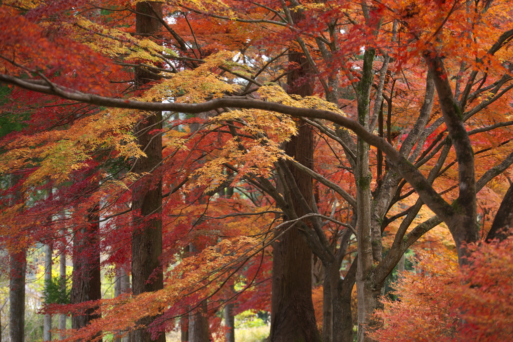 紅葉・金蔵院Ⅲ♪1