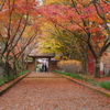 紅葉・金蔵院Ⅱ5