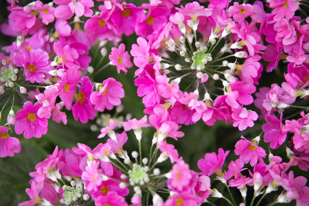 初春の花センター♪1