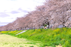 秋山川堤の桜♪５