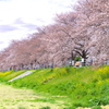 秋山川堤の桜♪５