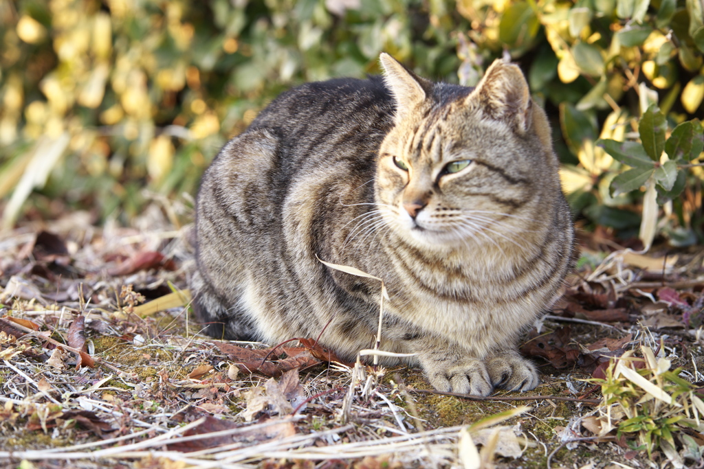 公園の猫さん♪2